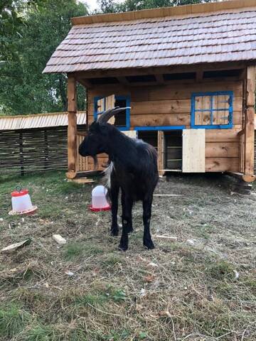 Фото номера Дом для отпуска Дома для отпуска Casa Păpădie - Poiana Creasta Cocoșului г. Breb 47