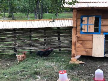Фото номера Дом для отпуска Дома для отпуска Casa Păpădie - Poiana Creasta Cocoșului г. Breb 50