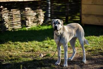 Фото номера Дом для отпуска Дома для отпуска Casa Mac - Poiana Creasta Cocoșului г. Breb 62